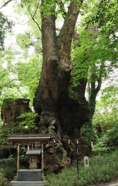 樹齢2000年の大楠