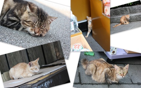 伊勢のねこたち