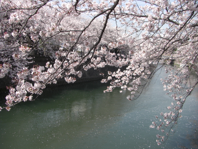 桜