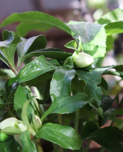 ���ꥹ�ޥ�������