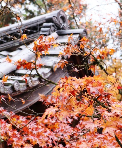 西芳寺