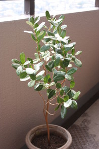 �ե������祢-1