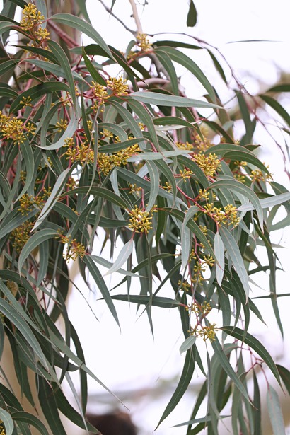 ������ʪ��