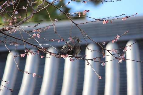 ���ȤҤ�ɤ�