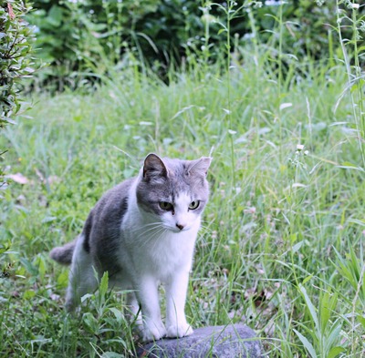 にゃんこ