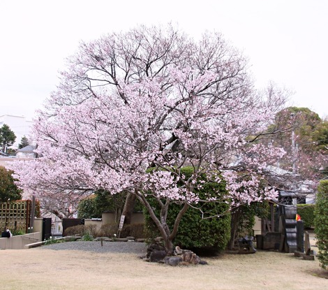 お寺の桜