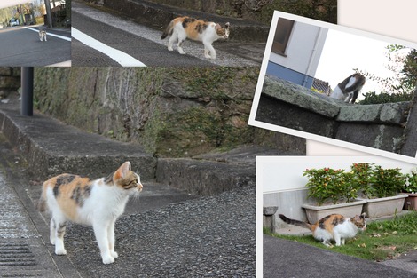 壁に跳んだニャン