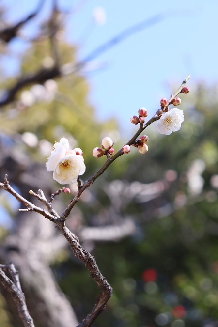 白鳥庭園