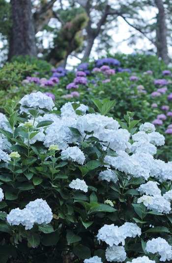 小田原城の紫陽花