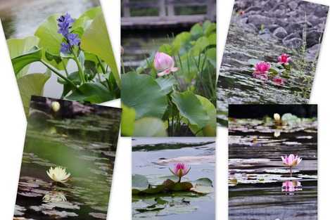 水辺の植物
