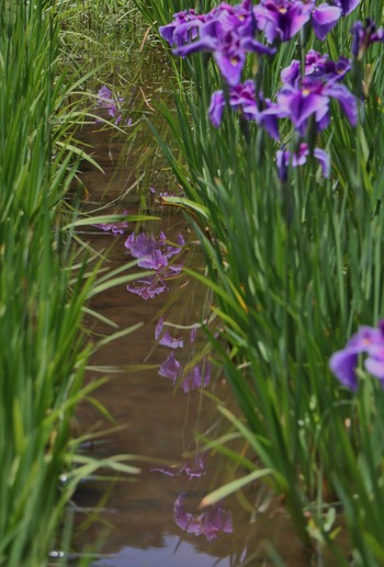 花菖蒲