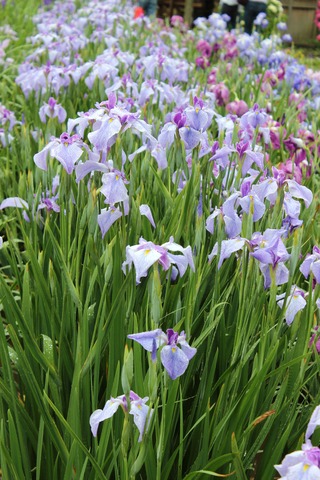 花菖蒲