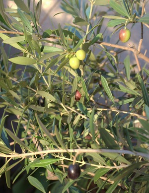 Olive 2014