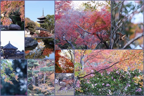 奈良公園、吉城園
