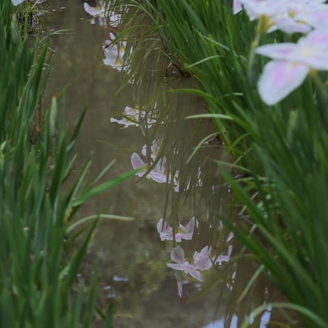 花菖蒲