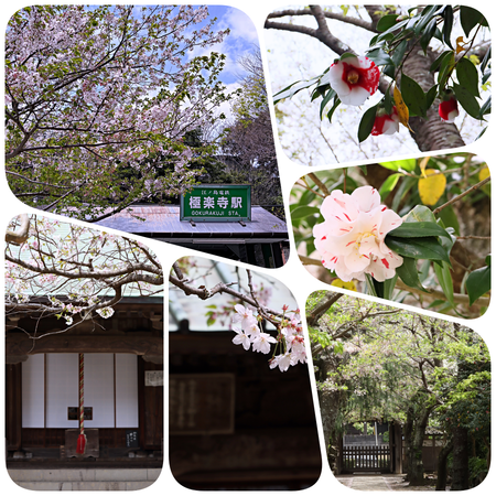 collage-1