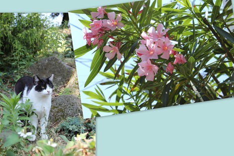 �������ȥ˥��