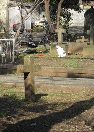 外人墓地のねこ