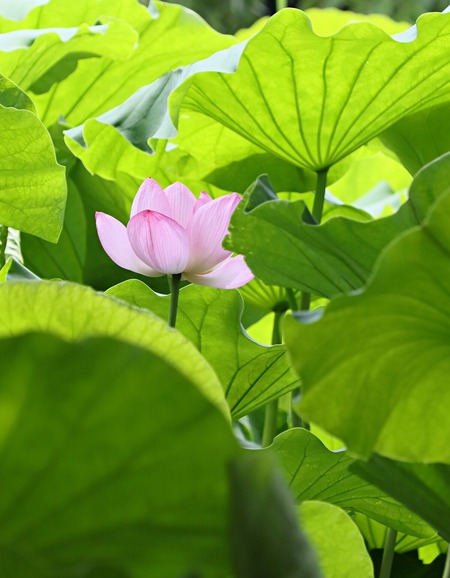 蓮