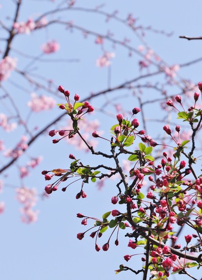 花海棠