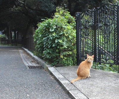 にゃんこ