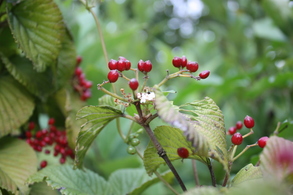 ���ޤ���