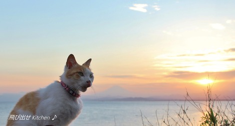 夕焼け富士とねこ