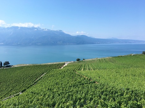 Lavaux