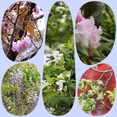 collage-5