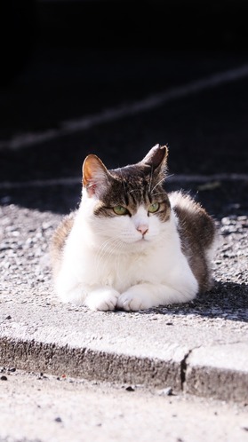 にゃんこ