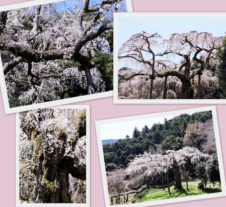 長興山紹太寺の枝垂れ桜
