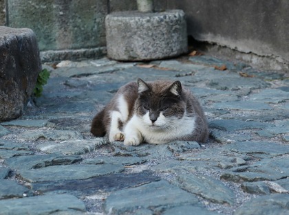にゃんこ
