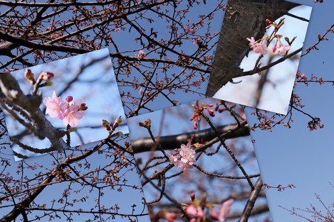 河津桜 2021.2.7
