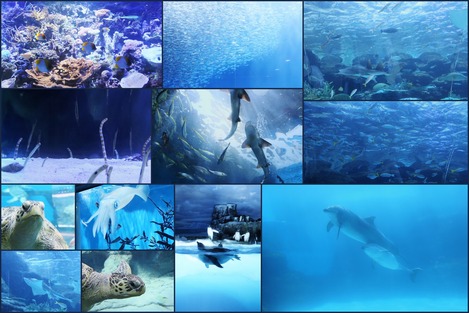 名古屋港水族館