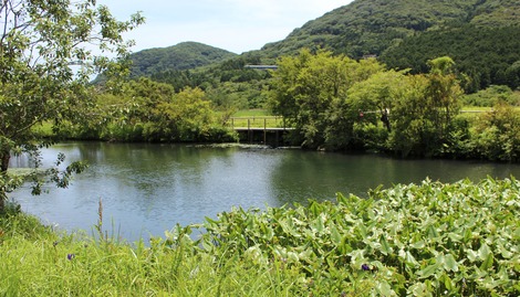 湿生花園