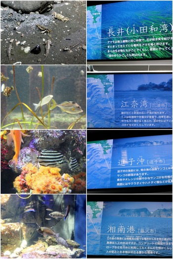 三浦半島近海