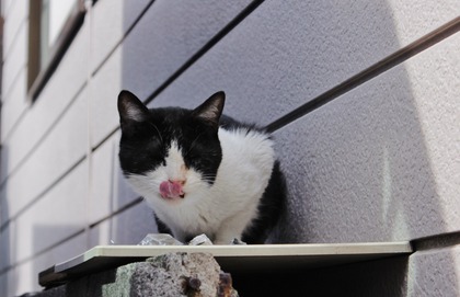 ぺろん