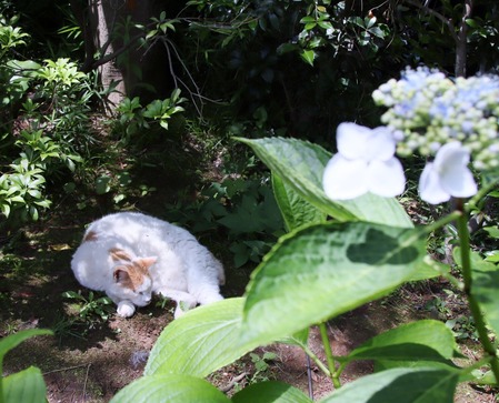 紫陽花とにゃん