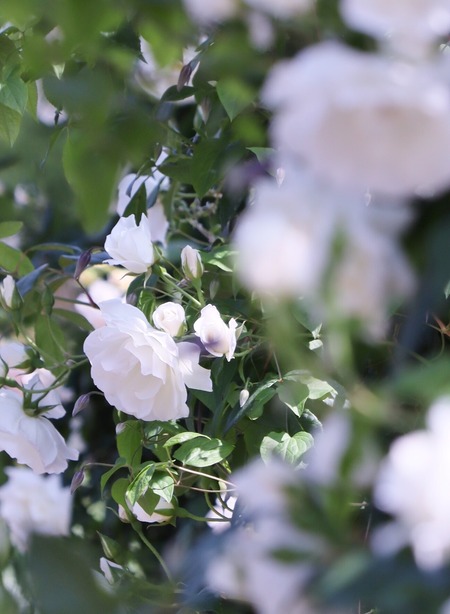 薔薇