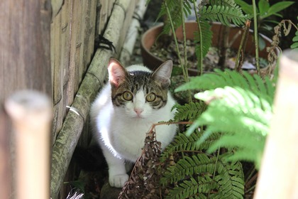 ¥Ó¥Ã¥¯¥ê¤·¤¿¥Ë¥ã¥ó