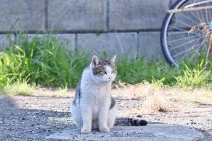 にゃんこ