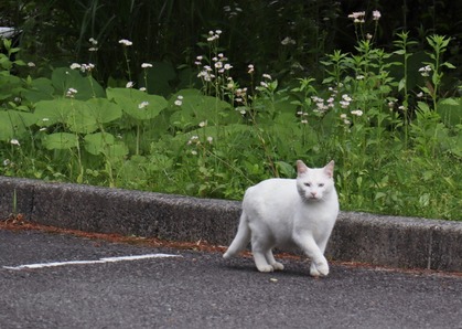 箱根にゃん