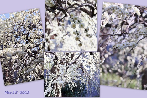 枝垂れ梅 2022