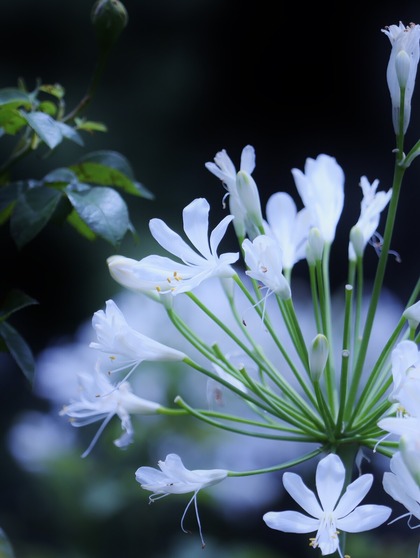 �����ѥ󥵥�