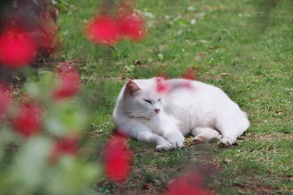 にゃんこ