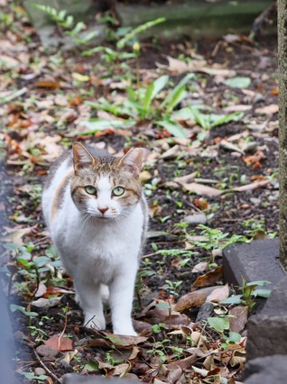 にゃんこ