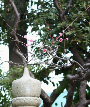 紅梅