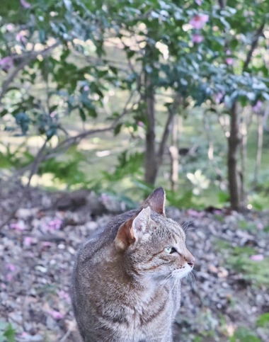 にゃんこ