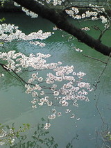桜-4
