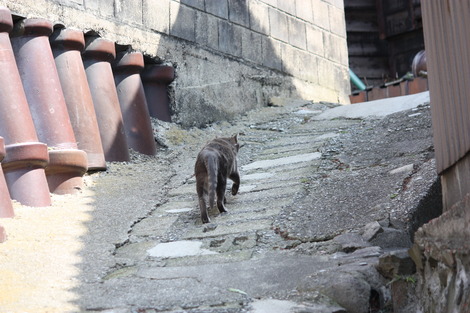 ねこちゃん-3